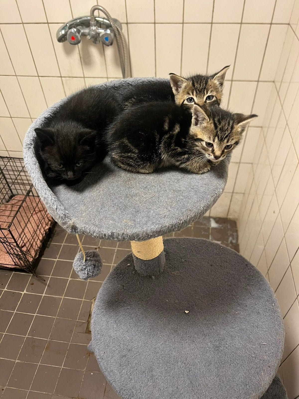 3 kittens zoeken 5* huis, Dieren en Toebehoren, Katten en Kittens | Overige Katten, Meerdere dieren