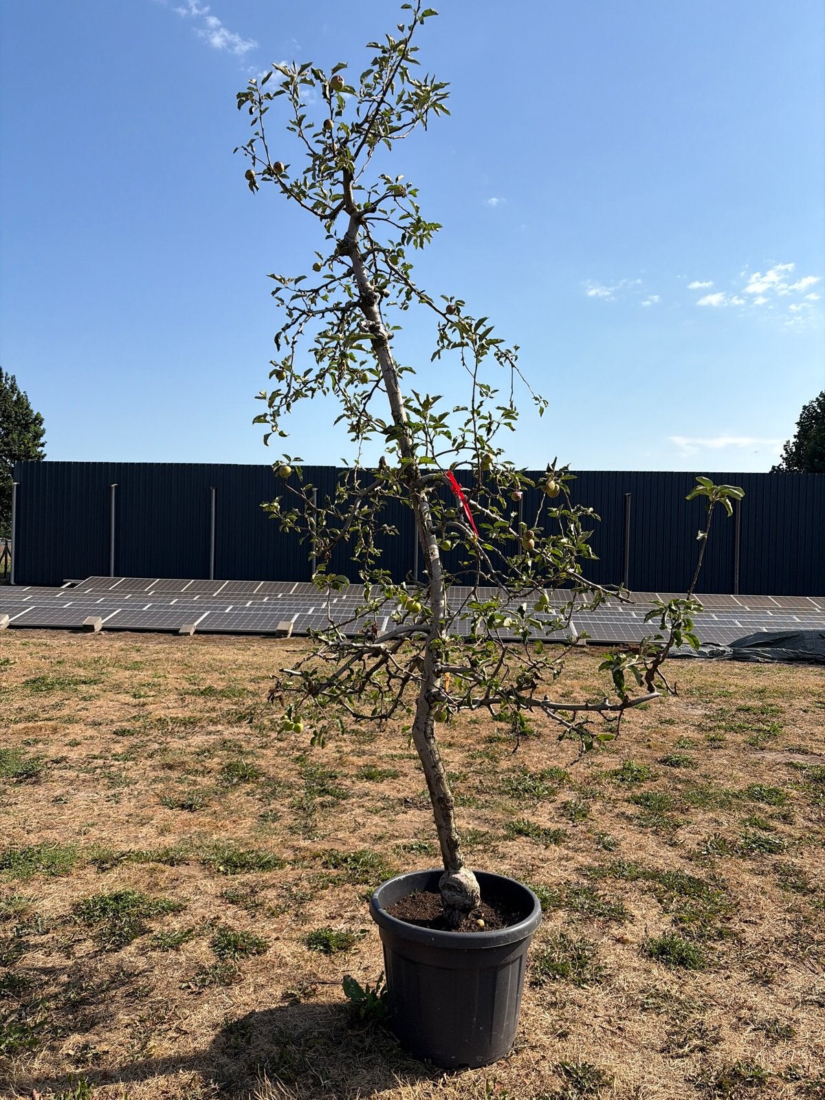 Appelboom in pot - Ideaal voor tuin of terras, Tuin en Terras, Planten | Bomen, Overige soorten, Lente, 100 tot 250 cm, Ophalen