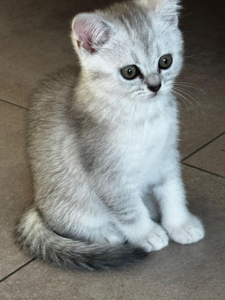 Prachtige Britse Korthaar Kittens, Dieren en Toebehoren, Katten en Kittens | Raskatten | Langhaar, Meerdere dieren, Ontwormd