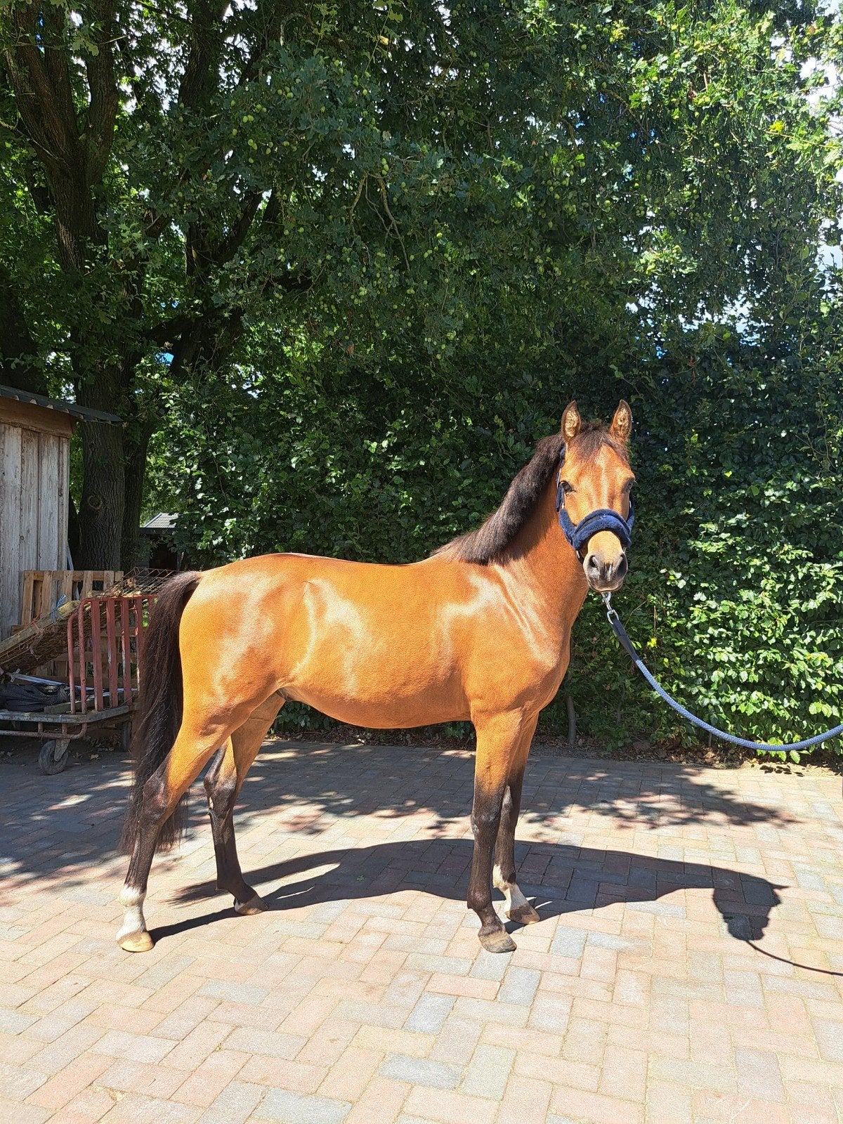 2 New Forest pony's, Dieren en Toebehoren, Met stamboom, Ruin, Zadelmak, 3 tot 6 jaar