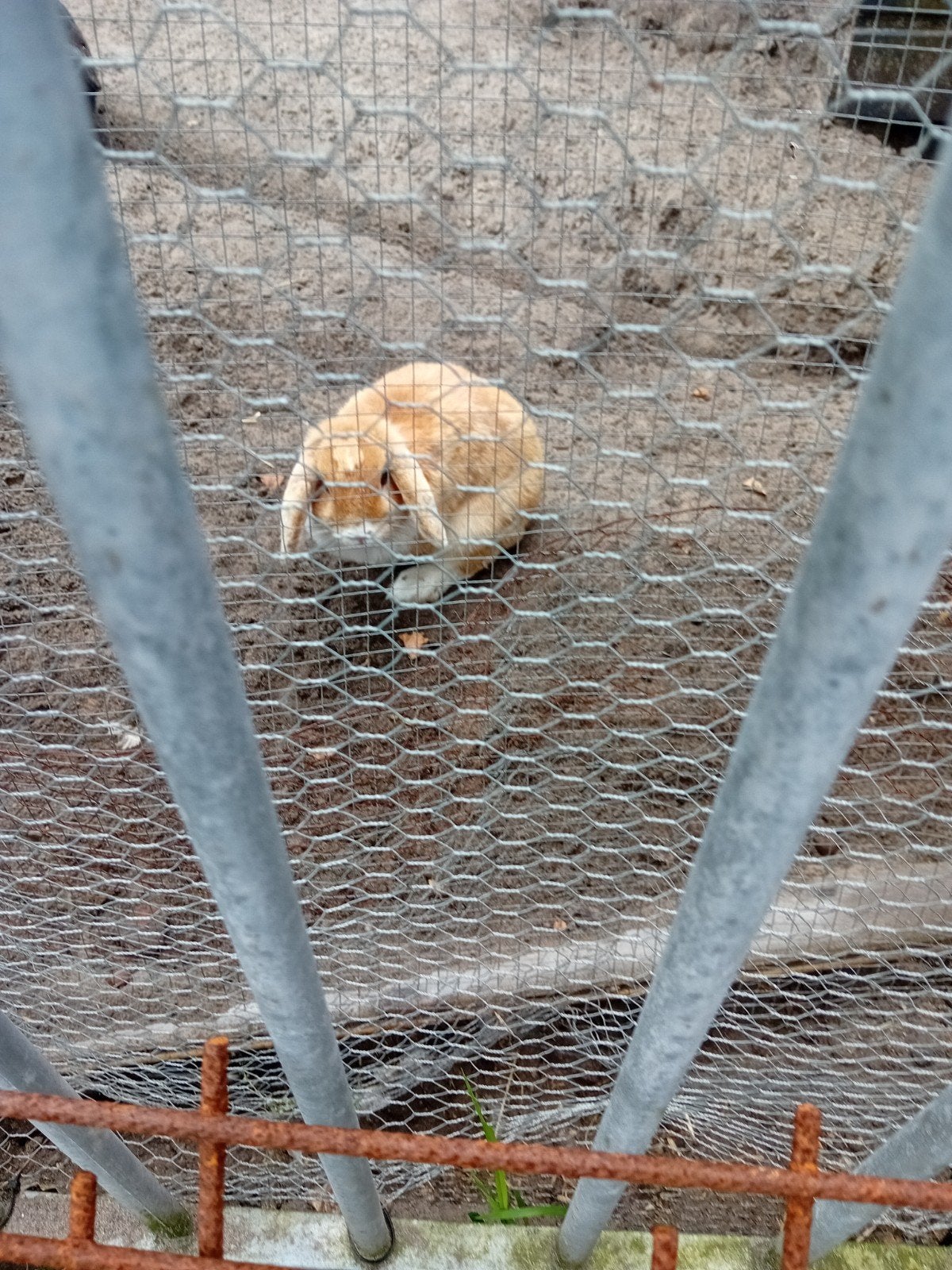 2 vrouwelijke hangoor konijnen gratis, Dieren en Toebehoren, Konijnen, Vrouwelijk, Groot, Hangoor