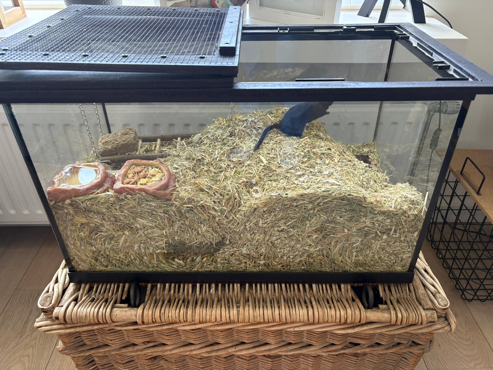 2 gerbils (vrouwtjes) + hok en toebehoren compleet, December, Vrouwelijk, Overige typen, Tam