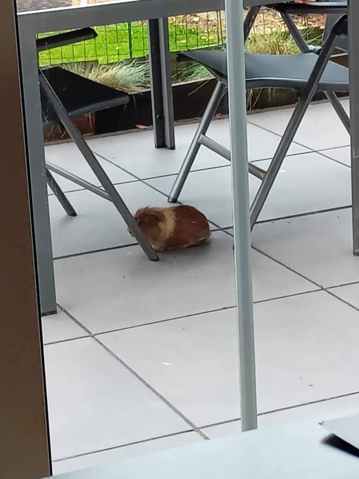 cavia beertje, Dieren en Toebehoren, Knaagdieren, April, Mannelijk, Cavia