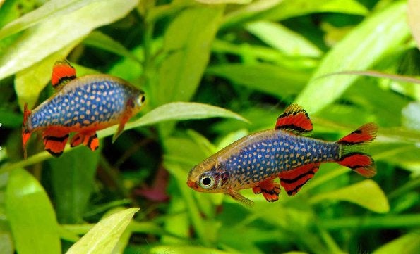 Rasbora Galaxy, Dieren en Toebehoren, Vis, Zoetwatervis