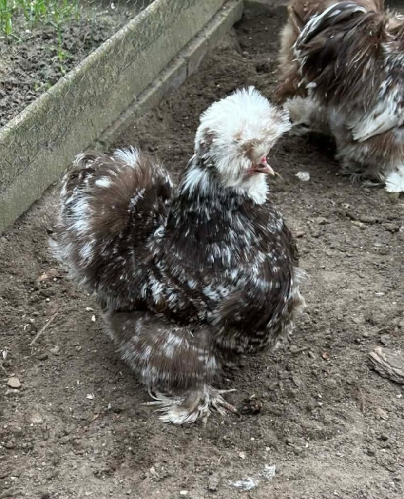 Usa zijdehoen choco motteld broedeitjes, Dieren en Toebehoren, Pluimvee, Kip, Geslacht onbekend