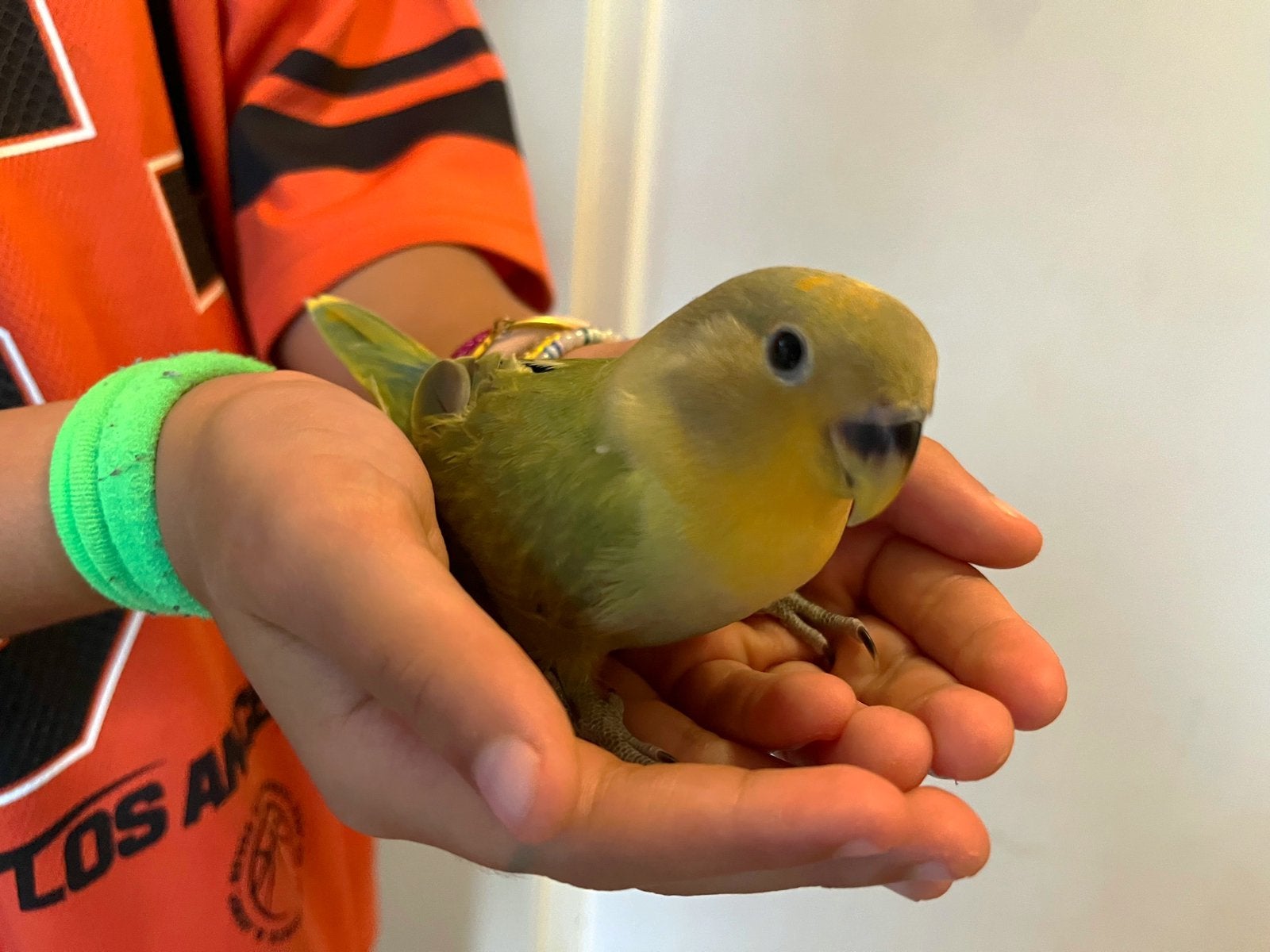 Tamme agapornis dwergpapegaai roseicolli, Dieren en Toebehoren, Vogels | Parkieten en Papegaaien, Geslacht onbekend, Dwergpapegaai of Agapornis