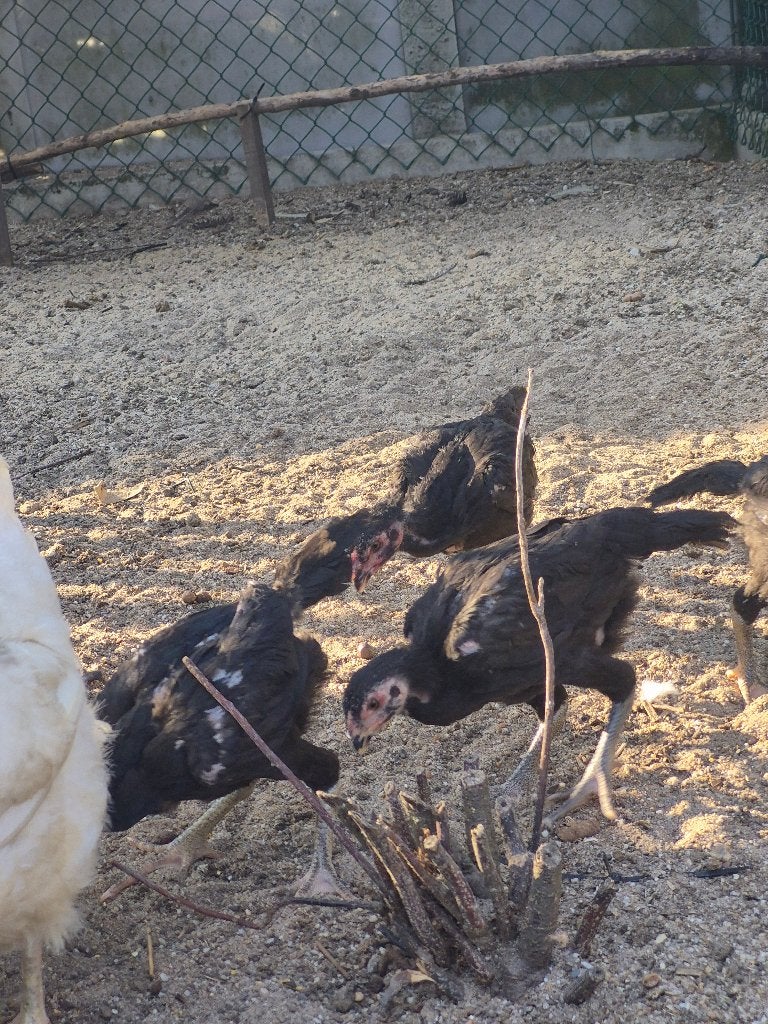 shamo kippen, Dieren en Toebehoren, Vrouwelijk, Kip