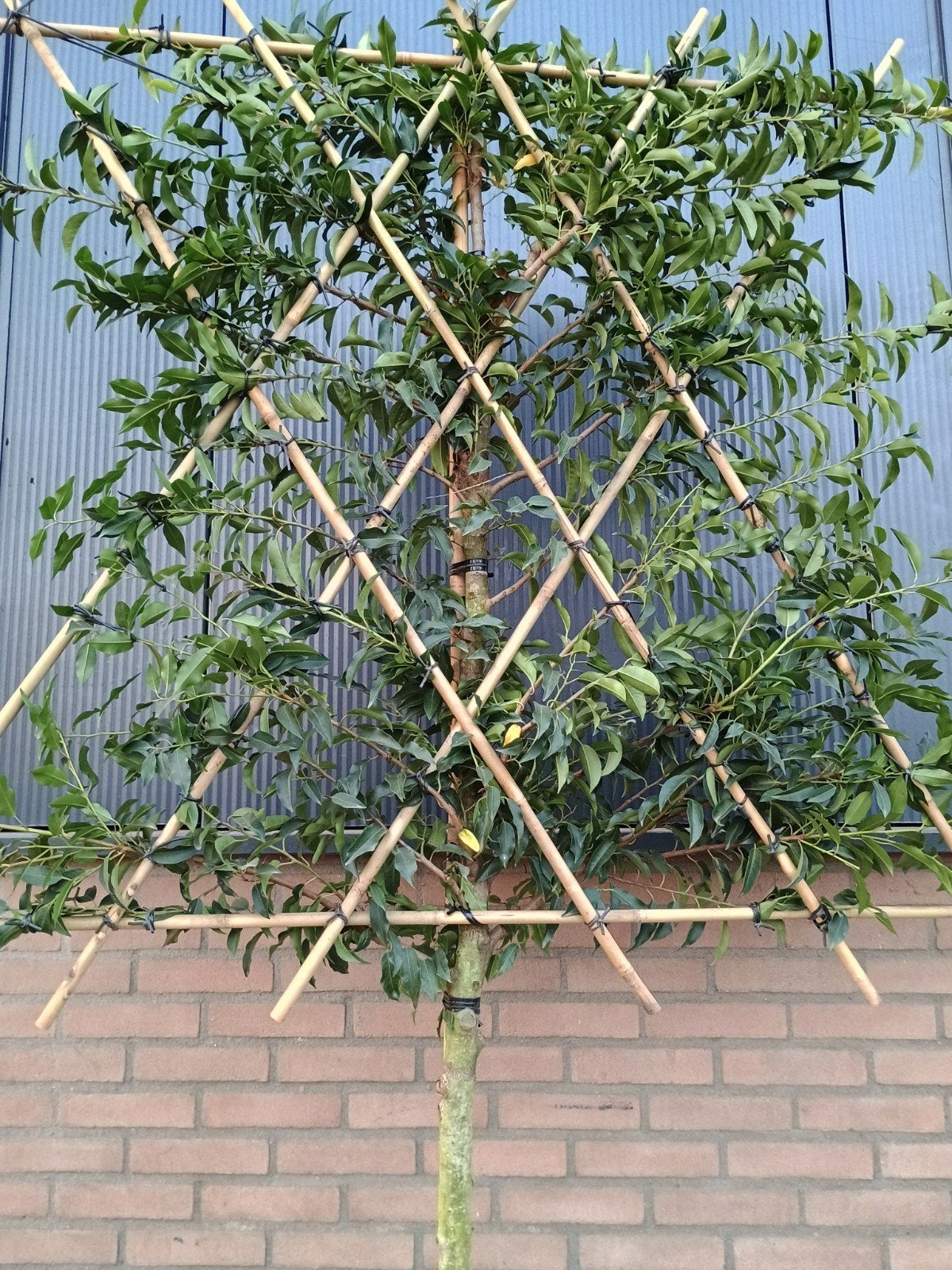 Prachtige Portugese Laurier Leiboom - Groenblijvend, Leiboom, Lente, 250 tot 400 cm, Ophalen