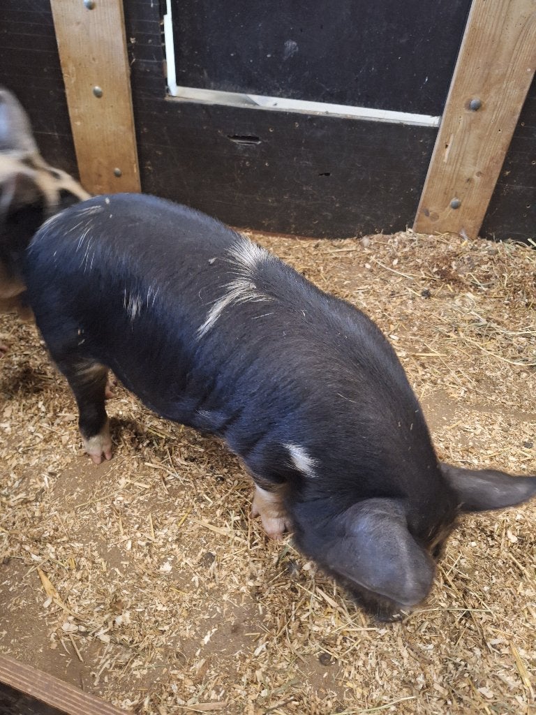 kune kune biggen, Mannelijk, Varken