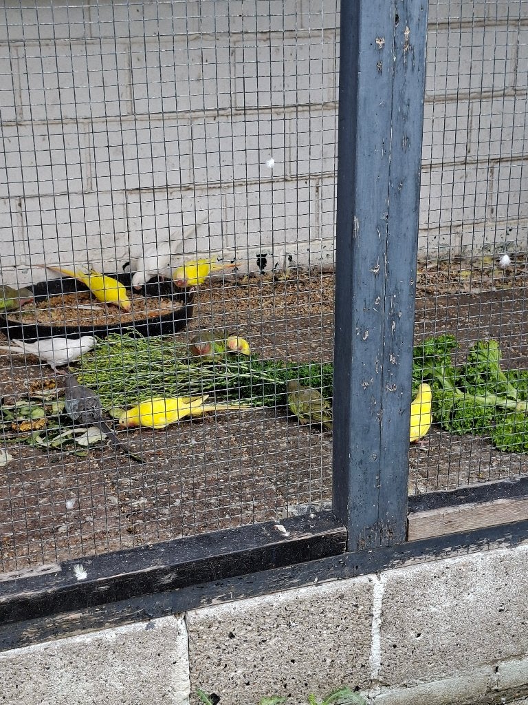 div vogels te koop 2 konings en 26 prinsessen in div kleuren, Meerdere dieren, Parkiet, Geringd
