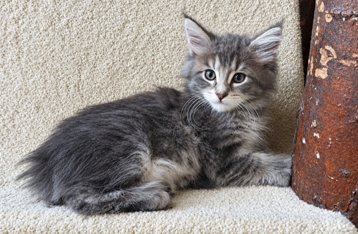 prachtig Maine Coon kittens met stamboom, Dieren en Toebehoren, Meerdere dieren, Met stamboom, 0 tot 2 jaar