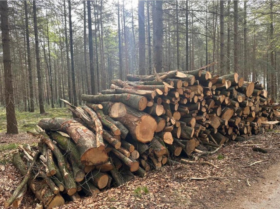 Eik en Beuken stammen, Tuin en Terras, 6 m³ of meer, Ophalen of Verzenden