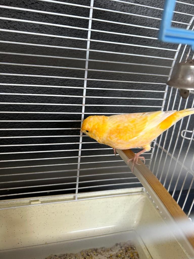 Fraaie oranje kanarie man + Ferplast kooi + toebehoren, Mannelijk, Kleurkanarie