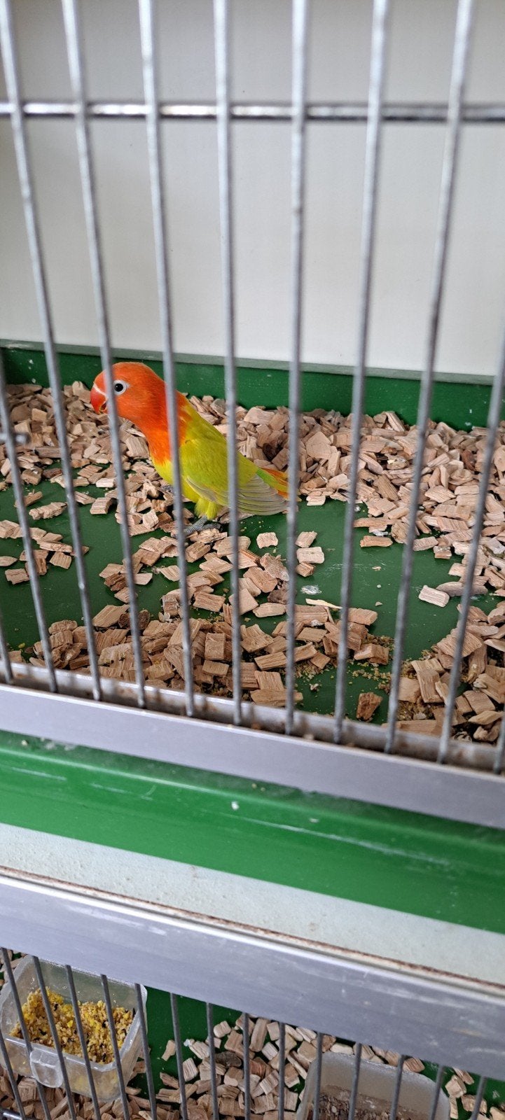 Agapornis Ficheri Opaline Dilute jong, Geslacht onbekend, Dwergpapegaai of Agapornis