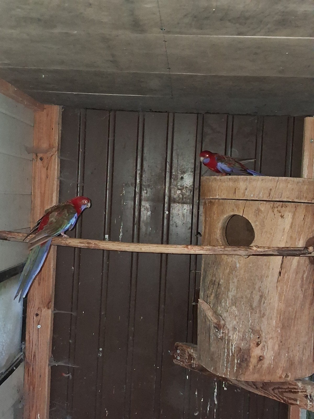 Koppel penanten te koop, Dieren en Toebehoren, Meerdere dieren, Parkiet