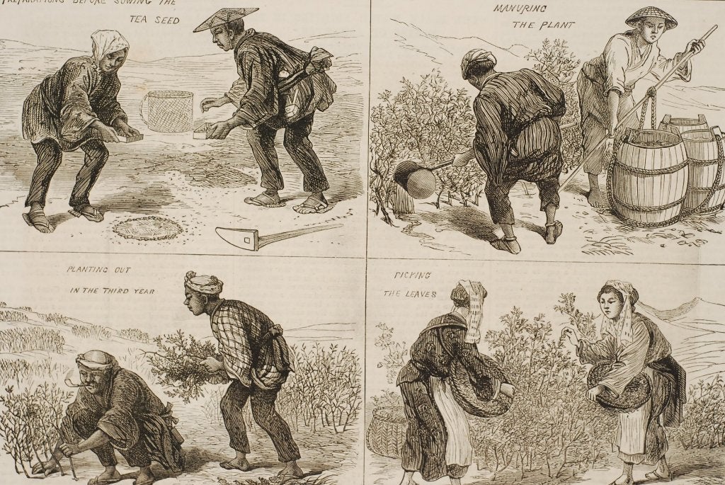 Japanse theeteelt - originele illustratie uit 1874, Verzenden, Voor 1940, Zo goed als nieuw