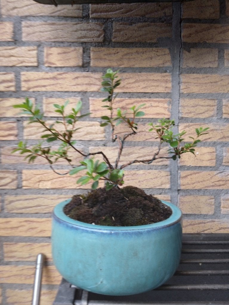 Bonsai, Ophalen, Halfschaduw, Overige soorten, Lente