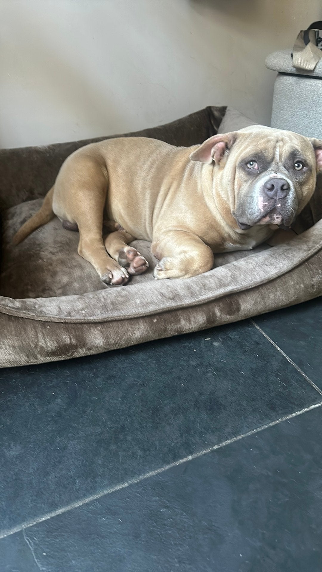 American bully pocket met stamboom 8 maanden oud, 15 weken tot 1 jaar, Reu, Parvo, Bulldog