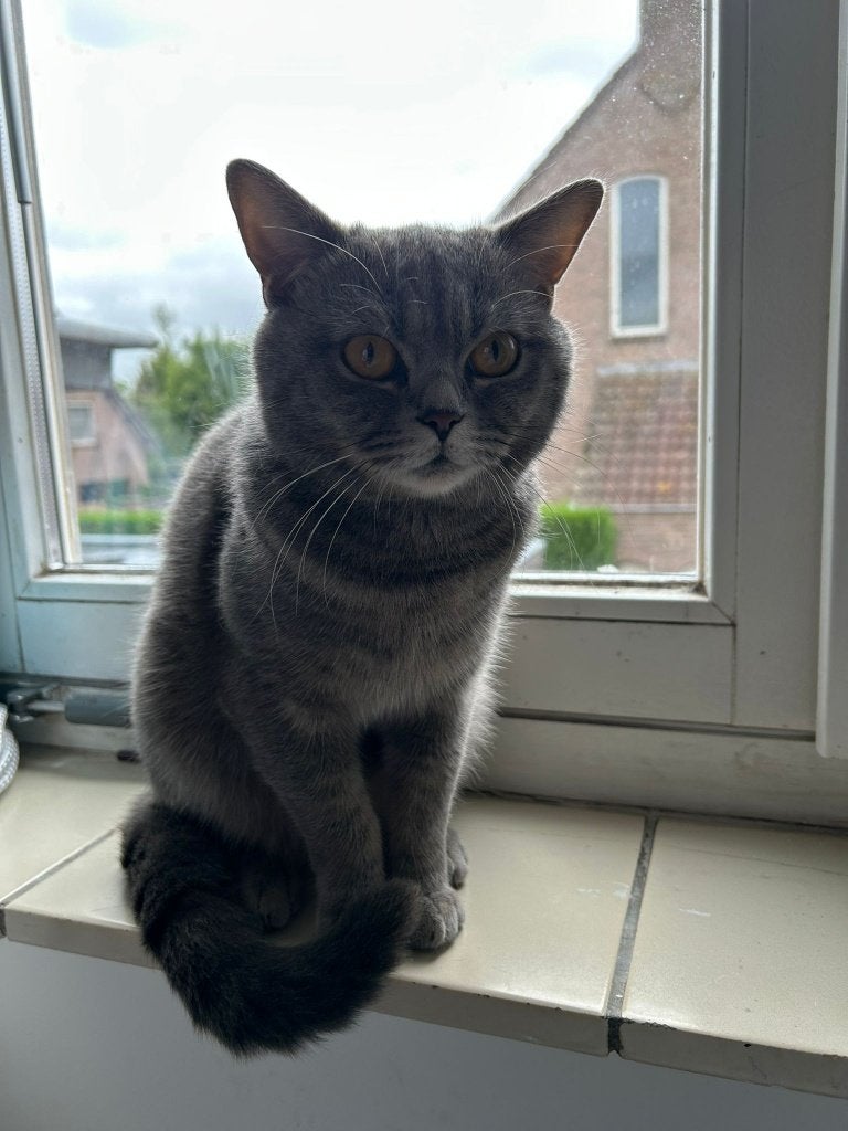 Carlos – lieve en speelse Britse Korthaar dekkater, 0 tot 2 jaar