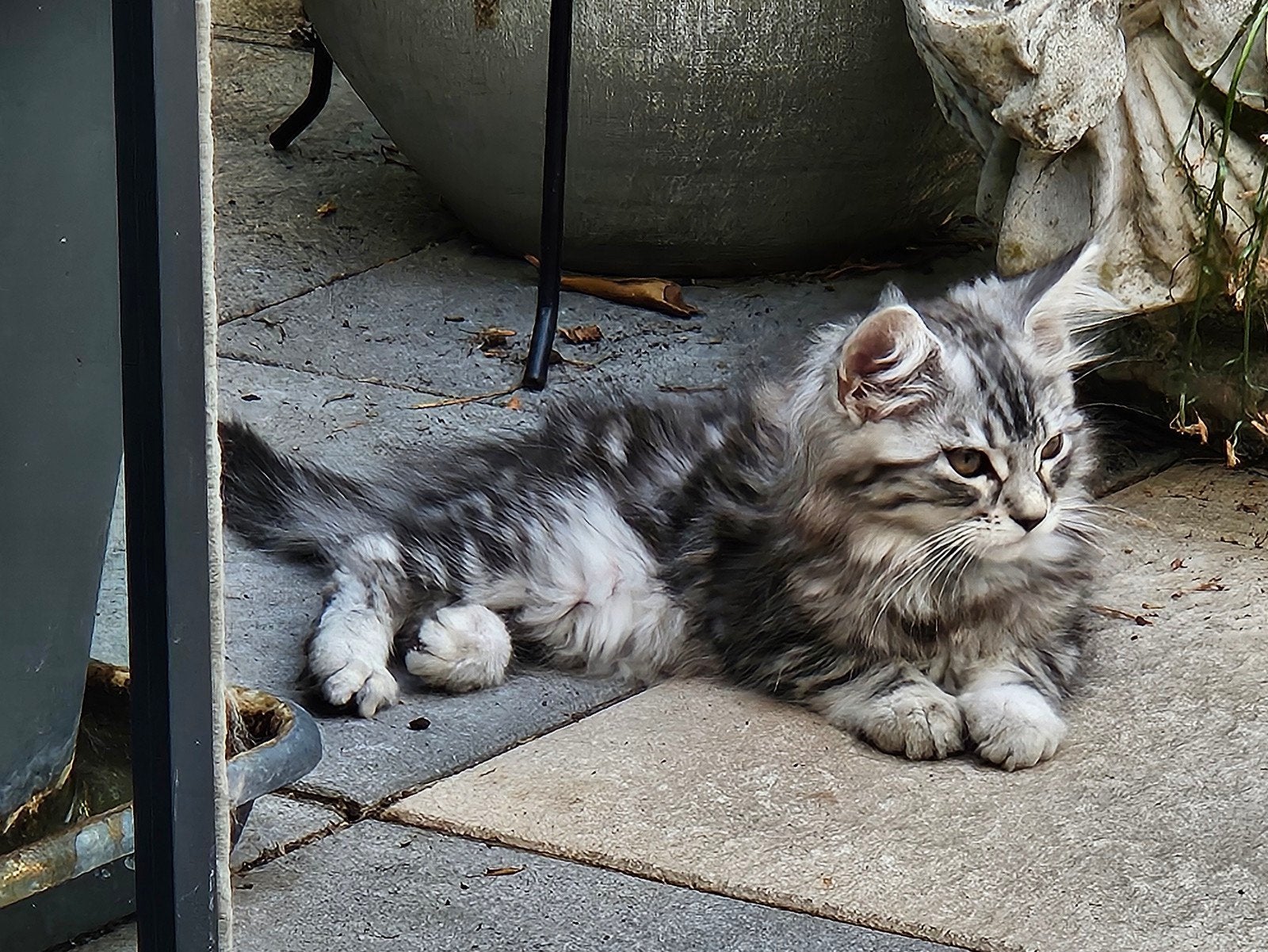 maine coon 100%, Meerdere dieren, Gechipt, 0 tot 2 jaar