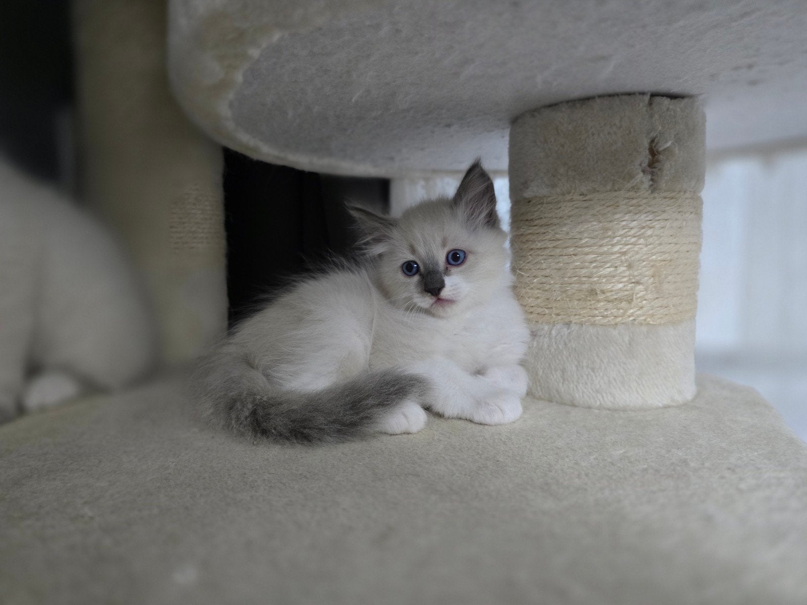 Siberische kittens Neva Masquerade HYPOALLERGIESCHE, Meerdere dieren, Gechipt, 0 tot 2 jaar