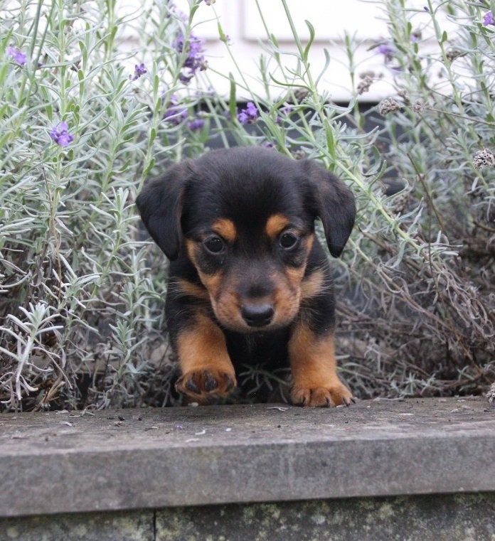 Foto 4 van Super mooie jack russel jackrussell pups