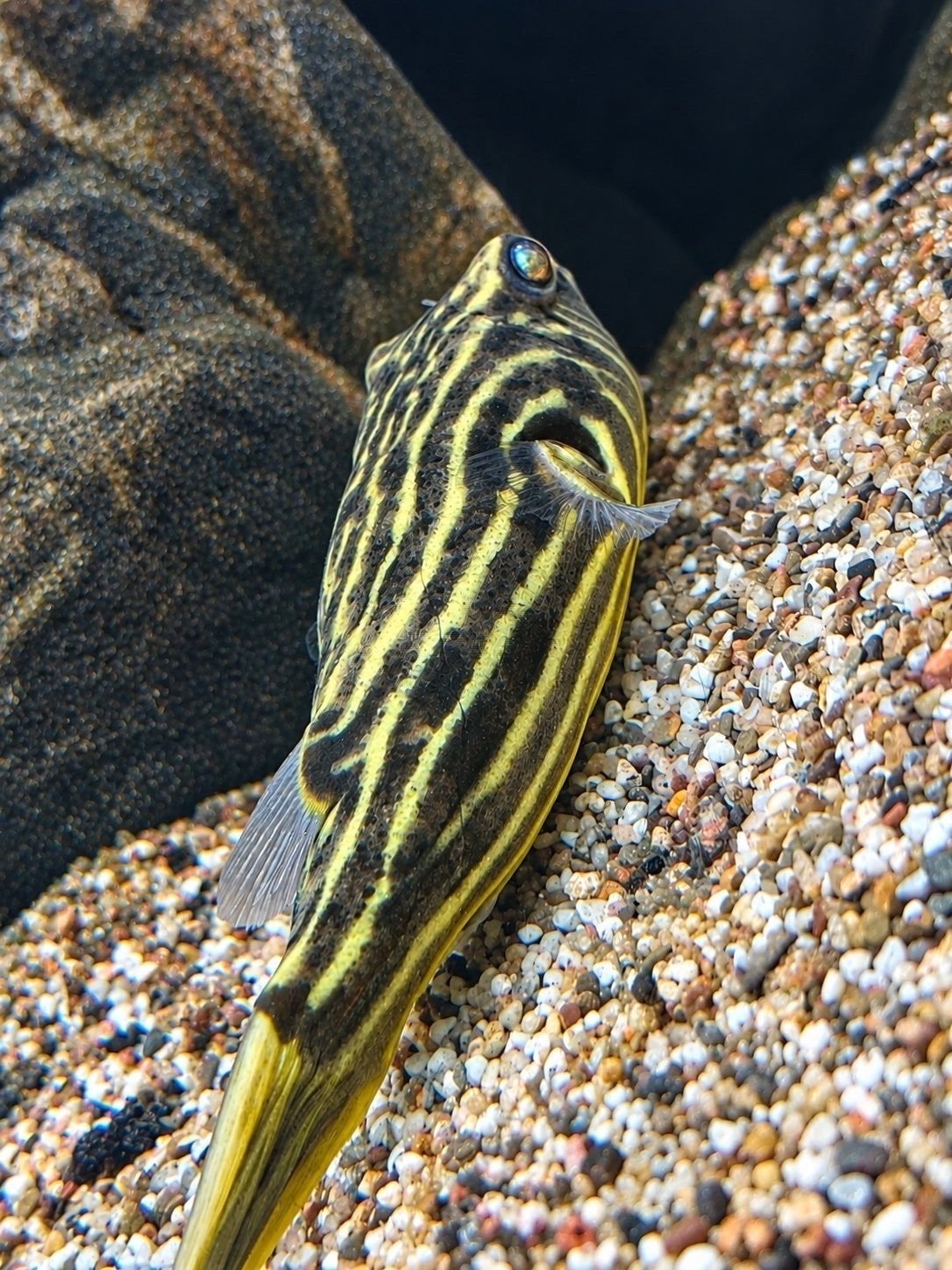 Tetraodon fahaka, Dieren en Toebehoren, Vis, Zoetwatervis