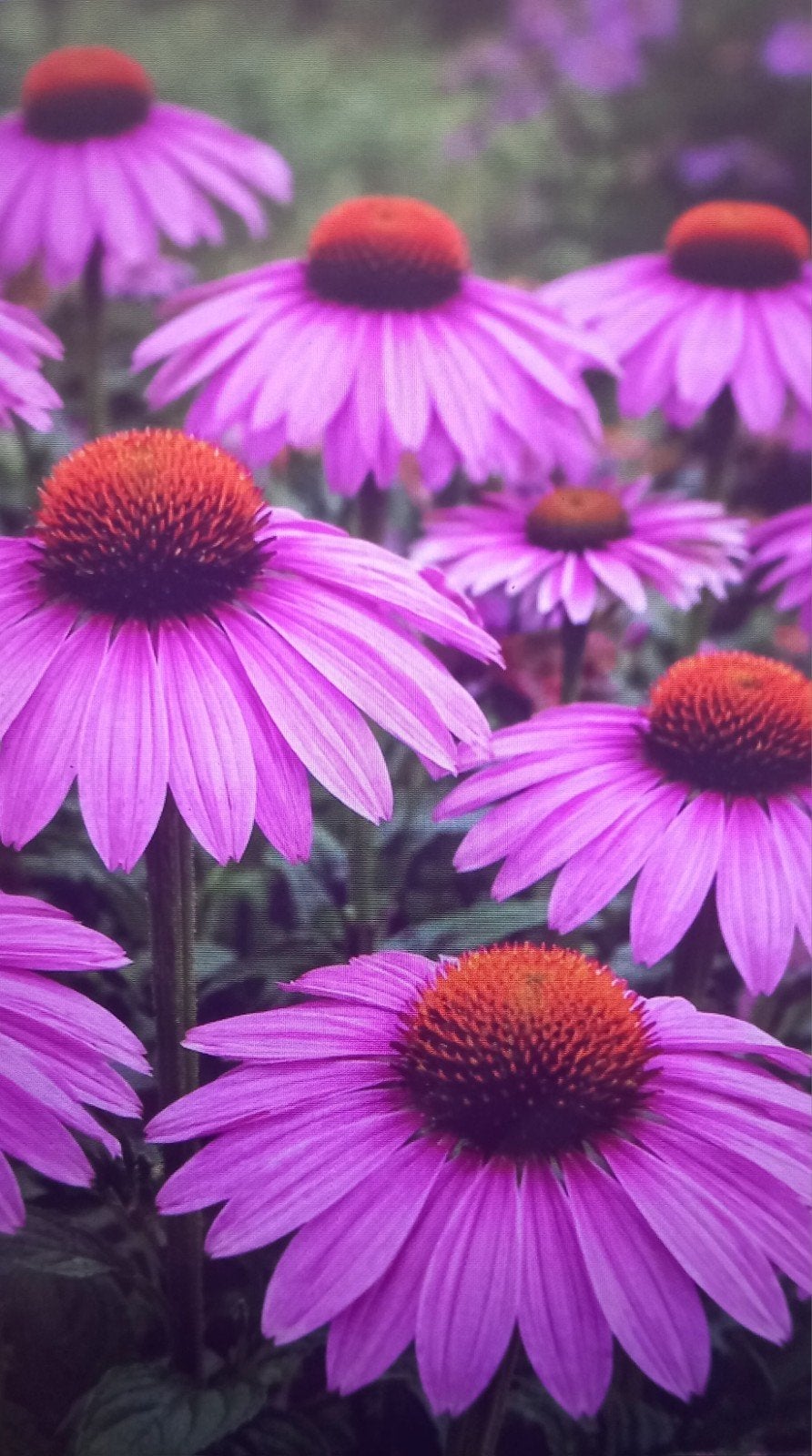 Zonnehoed/Echinacea Purpurea Bloemzaad - Prachtige Zomerbloe, Ophalen of Verzenden, Voorjaar, Volle zon, Zaad