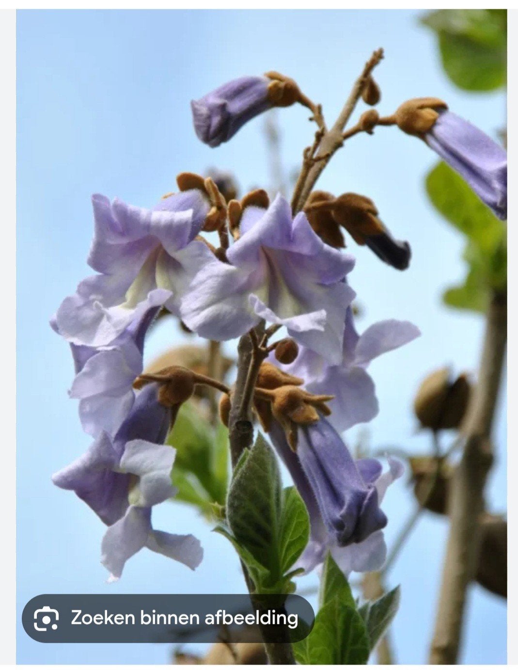 Paulownia tomentosa (Anna Paulowna) zaailingen, Overige soorten, Lente, Minder dan 100 cm, Ophalen