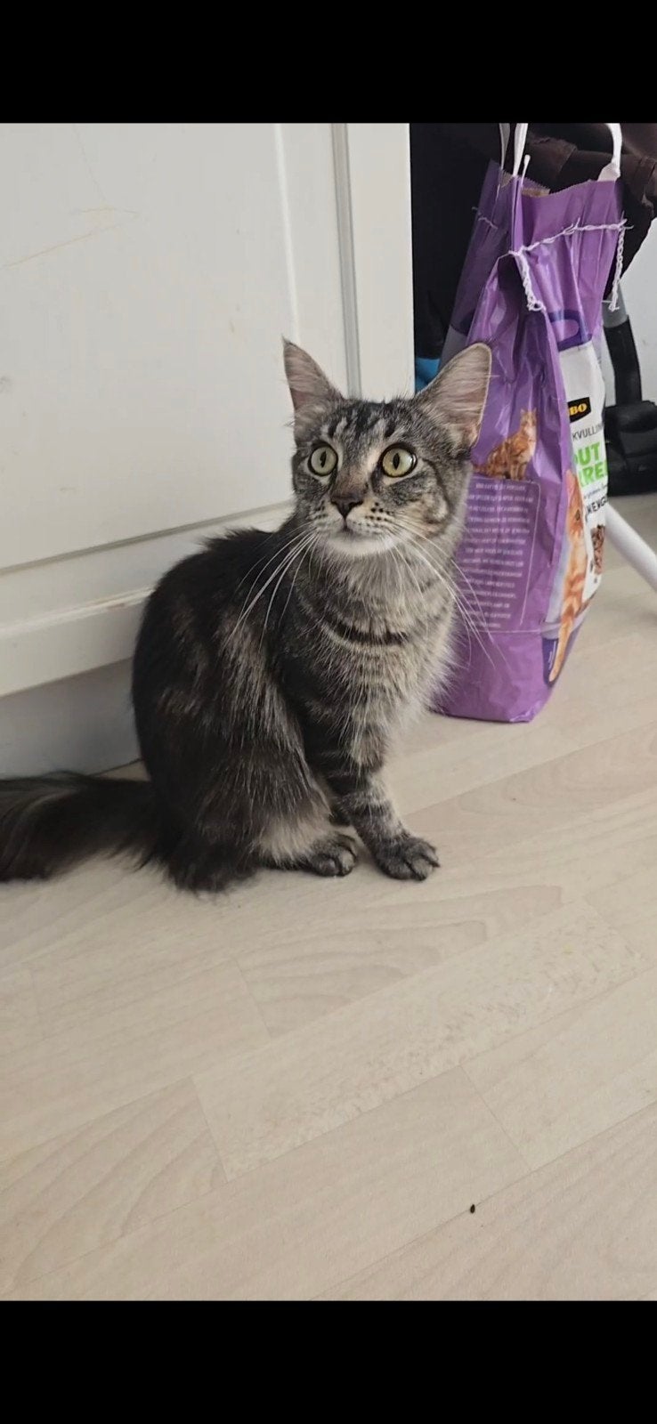 Moederpoes en kitten gratis, Dieren en Toebehoren, Poes