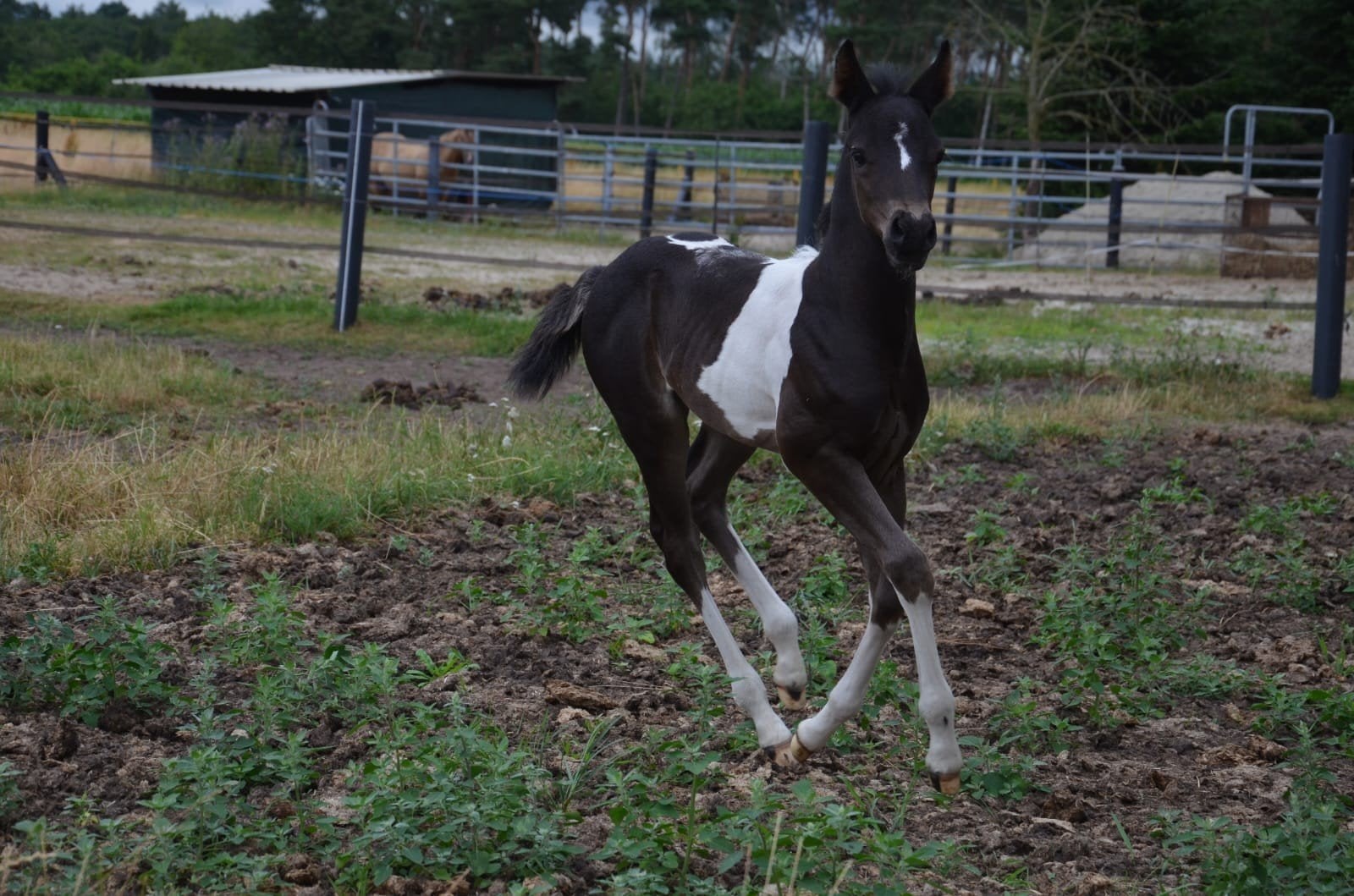 American Paint Horse Hengstveulen Black Tobiano, Minder dan 160 cm, Met stamboom, Niet van toepassing, 0 tot 2 jaar