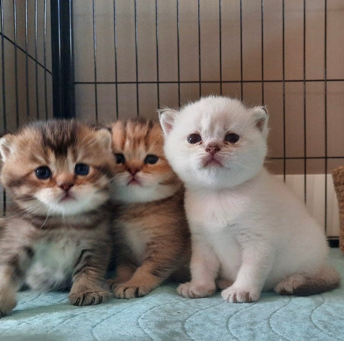 5 Britse Korthaar kittens, Meerdere dieren, Ontwormd