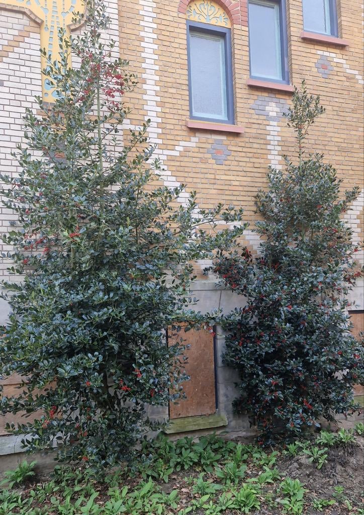 Gratis hulststruiken, Ophalen of Verzenden, Halfschaduw, Overige soorten