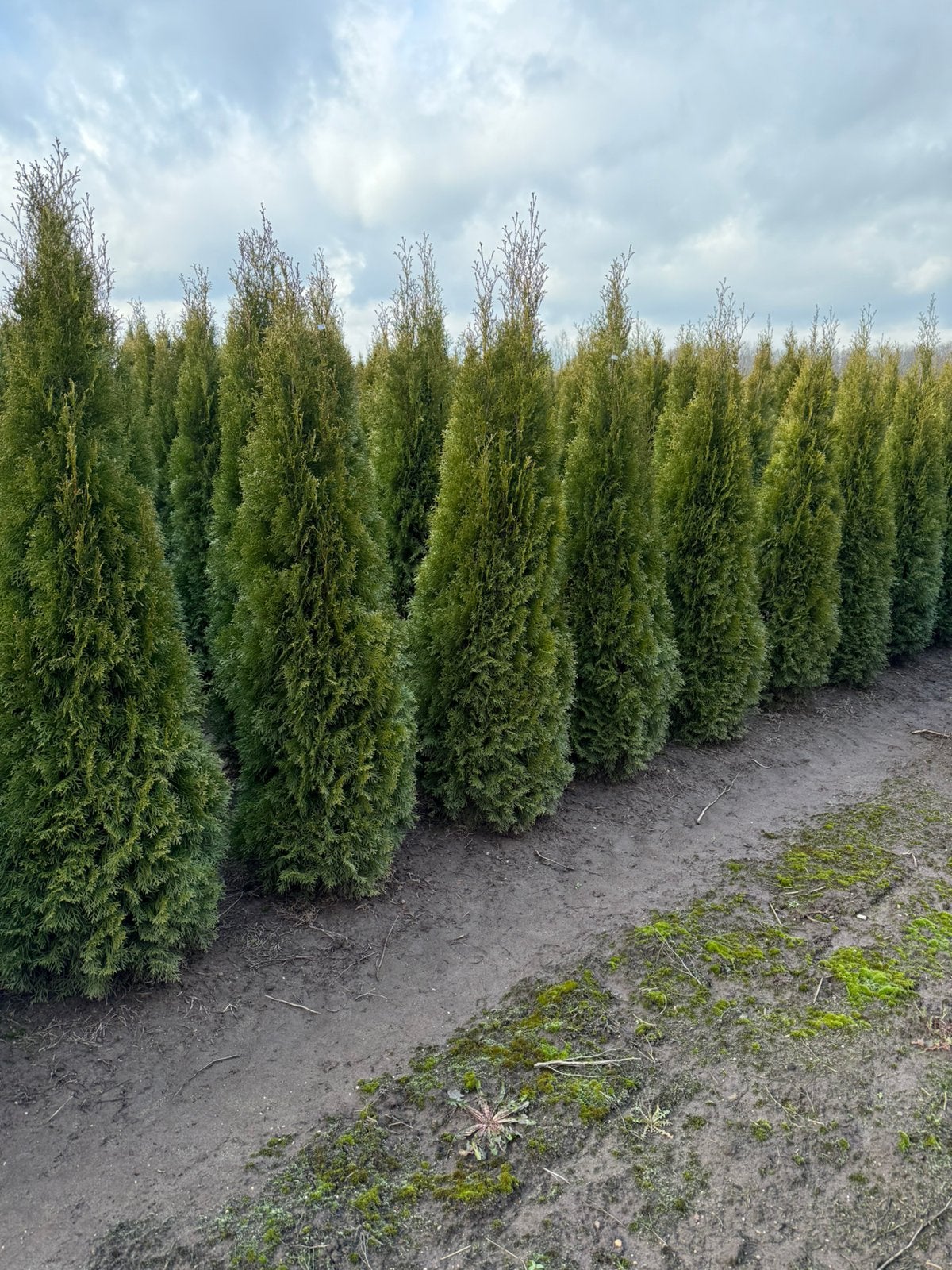 Haagplanten vele soorten en maten, Ophalen of Verzenden, Haag