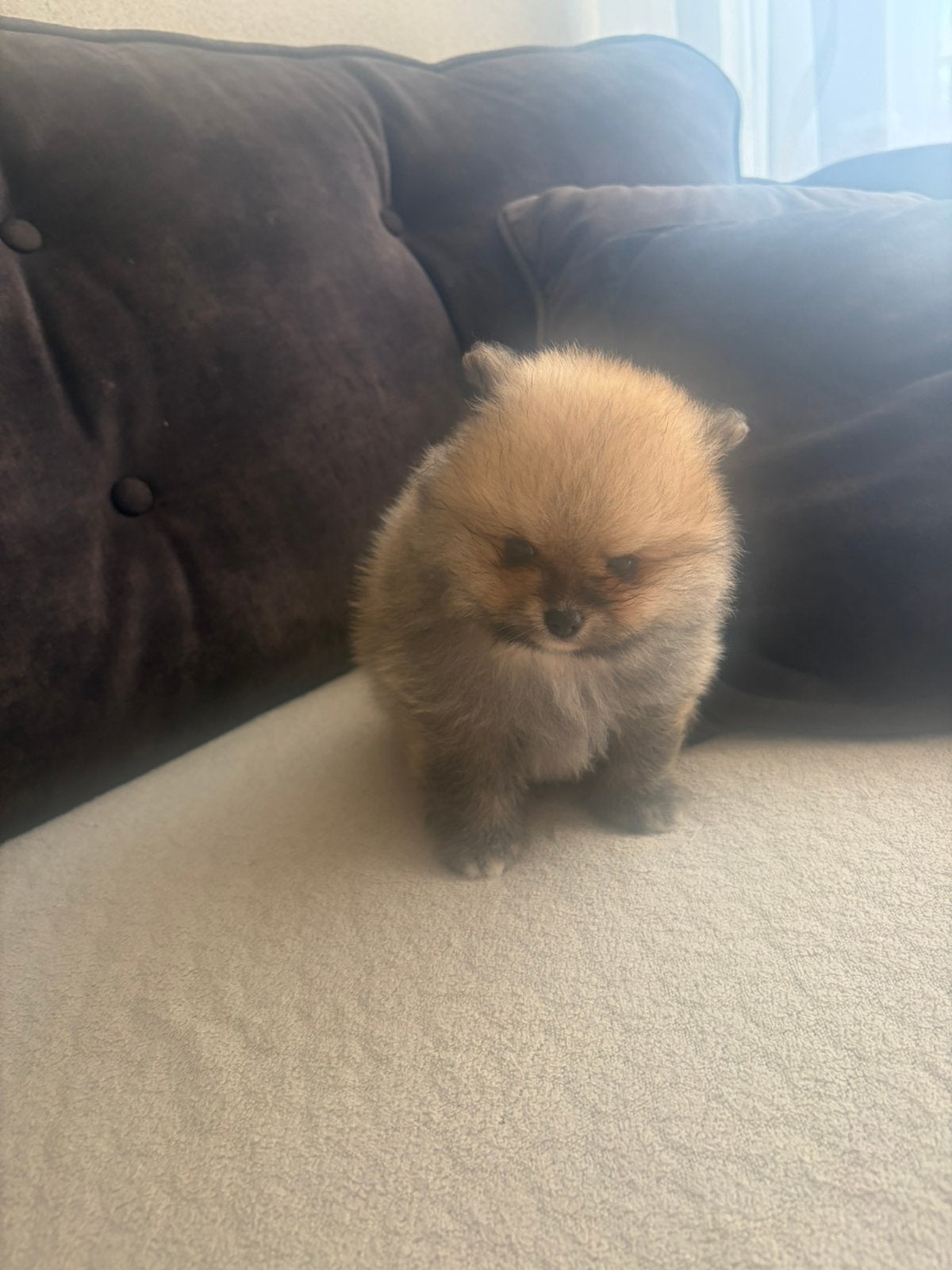 Pomeranian / pomeriaan pups, Dieren en Toebehoren, Honden | Poolhonden, Keeshonden en Oertypen, Parvo, Keeshond, Reu, 8 tot 15 weken