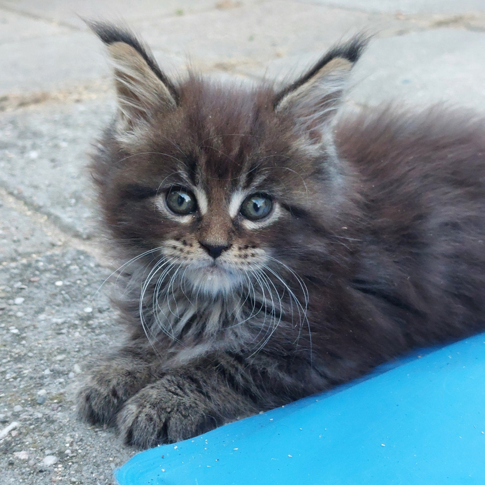 Maine Coon kittens met papieren, Meerdere dieren, Met stamboom, 0 tot 2 jaar