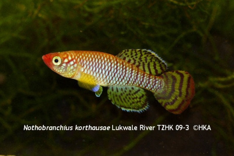 Nothobranchius ruudwildekampi mannen, Dieren en Toebehoren, Vissen | Aquariumvissen, Vis