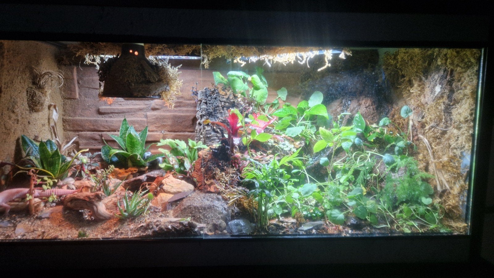 Terrarium of paludarium inrichten?, Dieren en Toebehoren, Ophalen