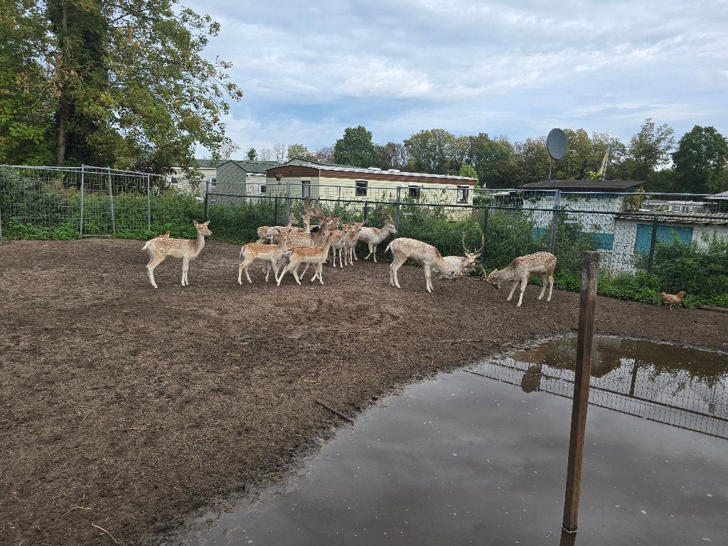 Damherten, Dieren en Toebehoren, Januari, Meerdere dieren