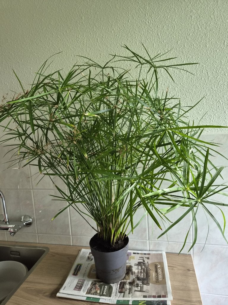 parapluplant erg mooi 10 euro, Ophalen, Halfschaduw, Minder dan 100 cm