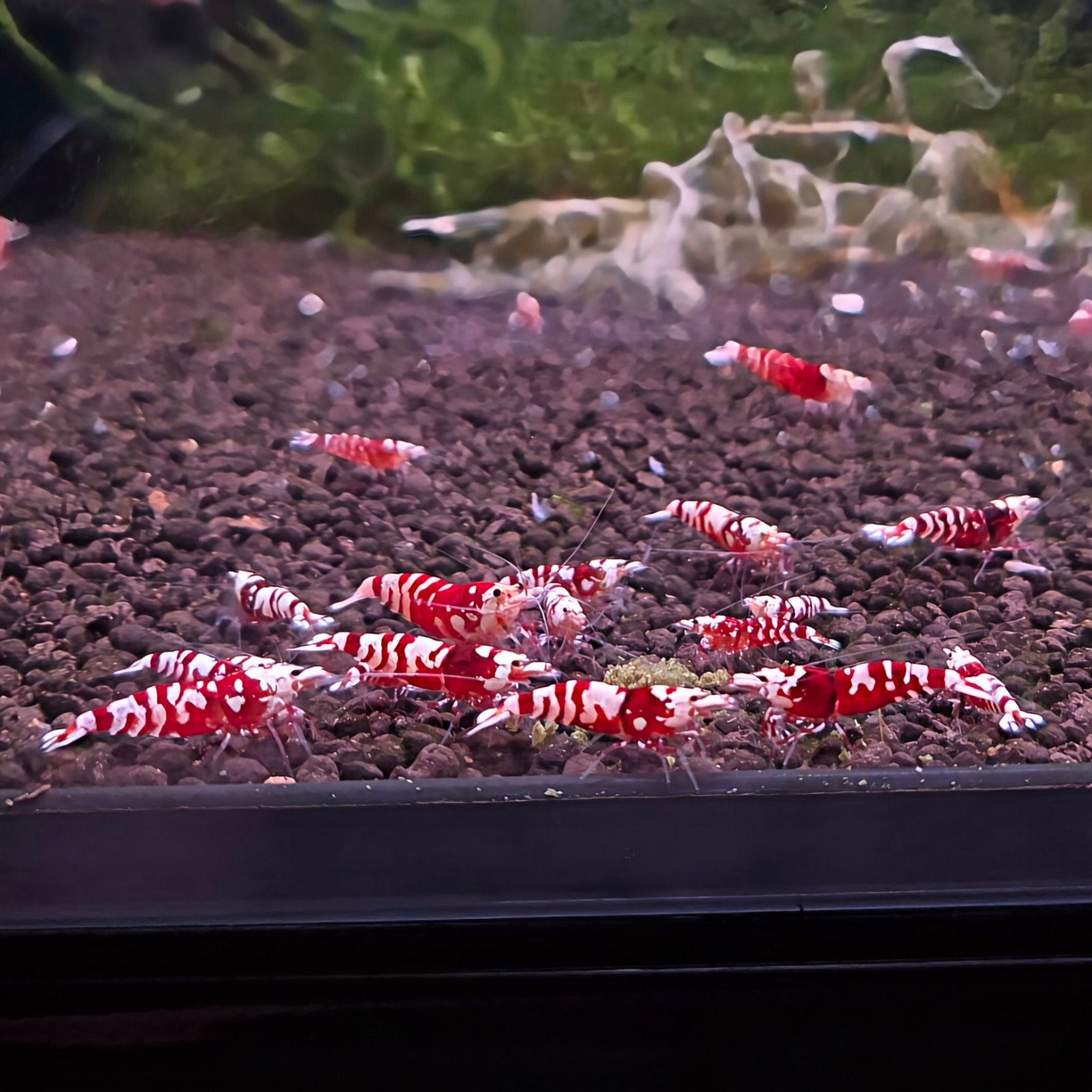 Rode Caridina Red Fancy Tiger garnalen | Shrimporium, Kreeft, Krab of Garnaal
