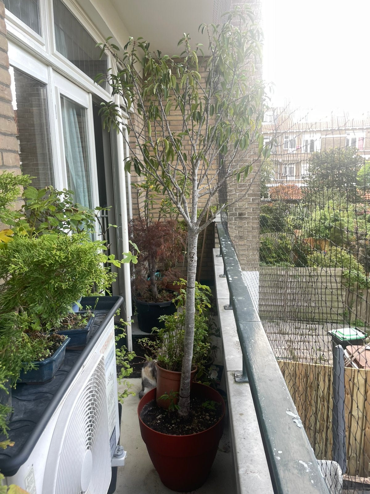 Laurier boompje, Tuin en Terras, Ophalen, Bloeit niet, Halfschaduw, Overige soorten