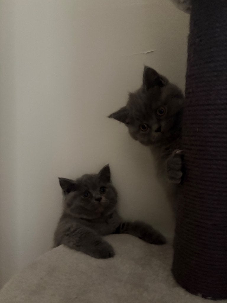 Britse kitten te koop, Poes, 0 tot 2 jaar