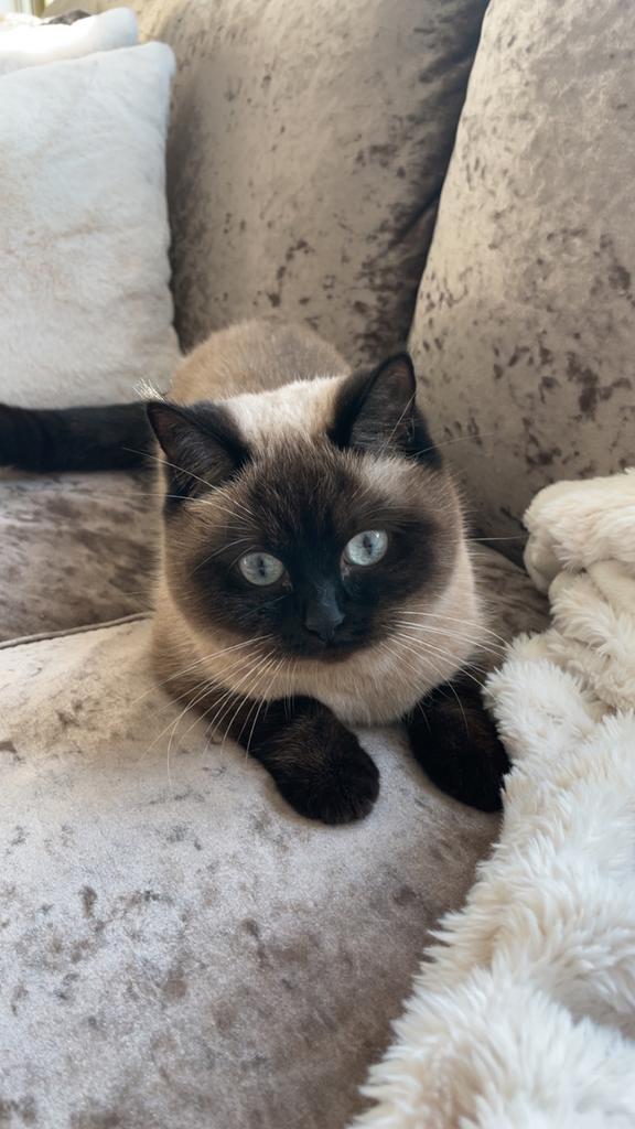 Half Siamees half Brits korthaar., Dieren en Toebehoren, Katten en Kittens | Raskatten | Korthaar, Poes, Met stamboom, 0 tot 2 jaar