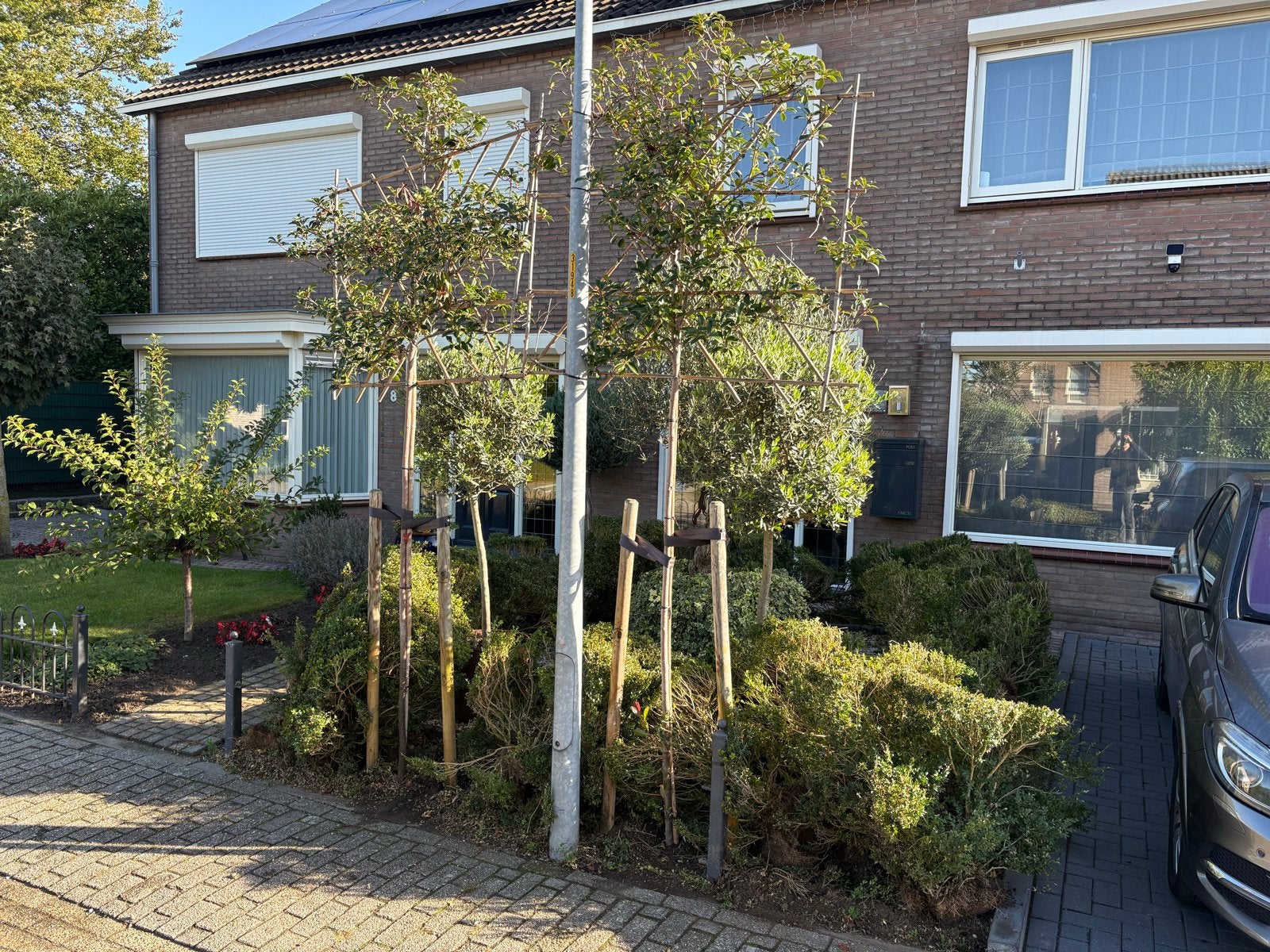 2x Leiboom ,leipothinia red robin, Tuin en Terras, Leiboom, 250 tot 400 cm, Zomer, Ophalen