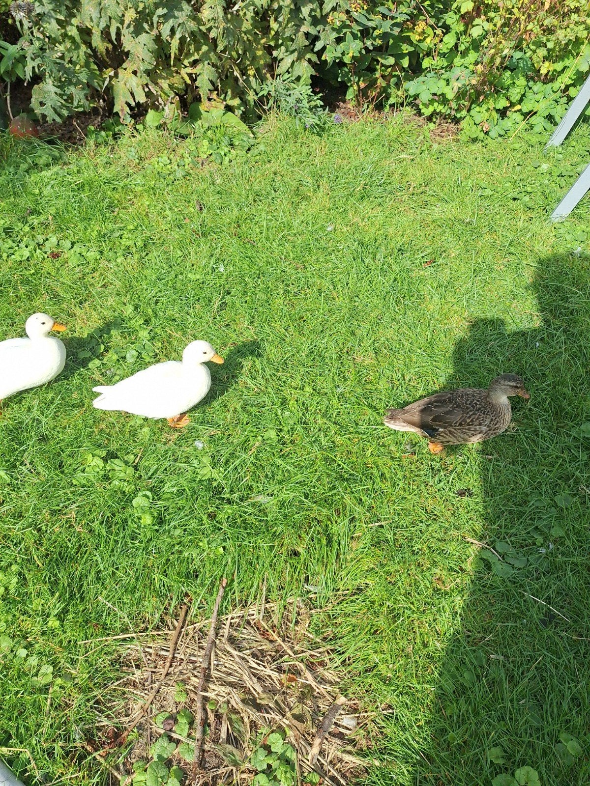 kwakers tekoop met heel korte snavel, Dieren en Toebehoren, Mannelijk, Eend
