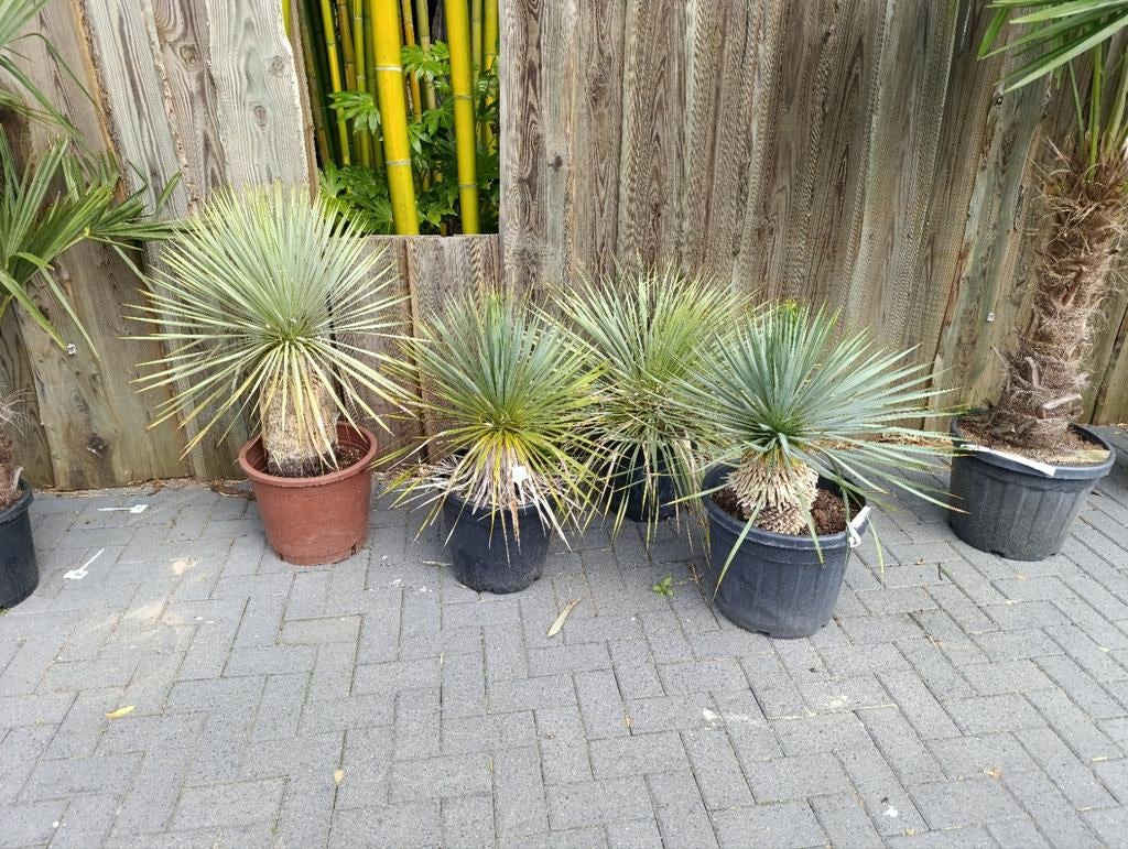 Yucca rostrata - Blauwe Palmlelie, Tuin en Terras, Ophalen, Overige soorten, Volle zon
