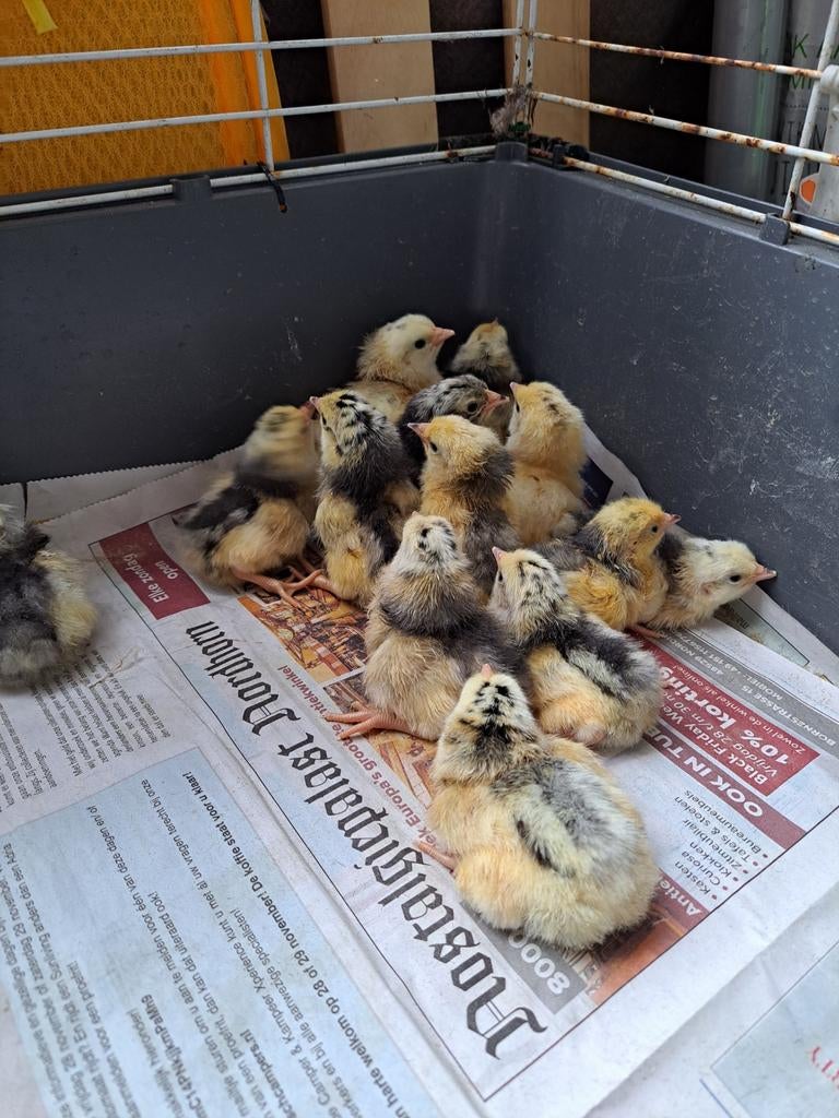 Enkele Kuikens lakenvelder, Dieren en Toebehoren, Pluimvee, Meerdere dieren, Kip