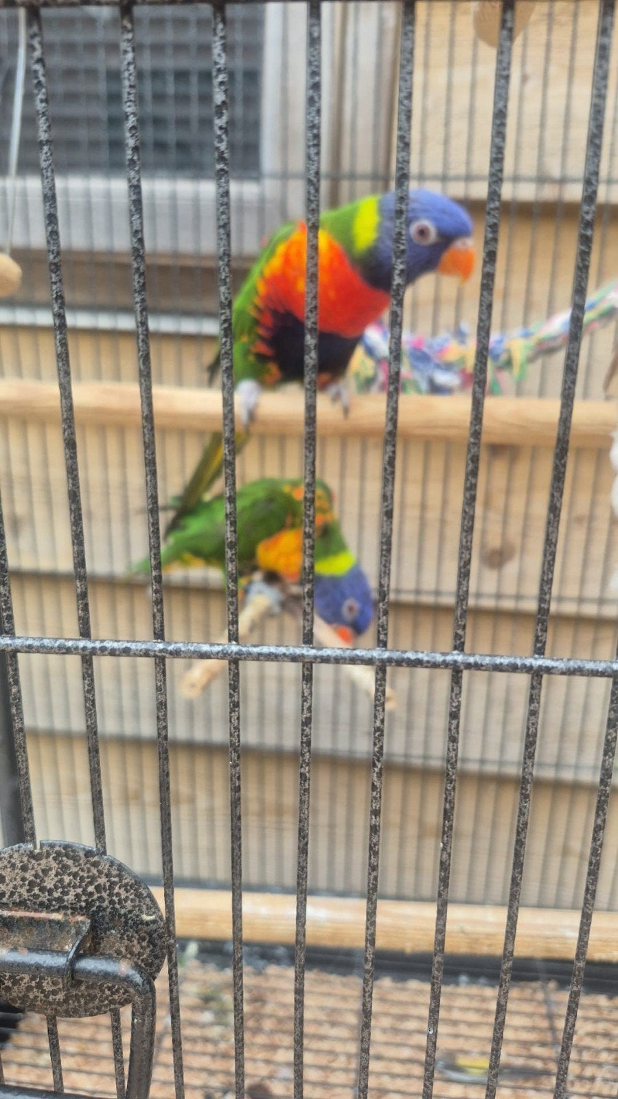onverwant koppel Lori vd blauwe bergen, Meerdere dieren, Papegaai, Tam
