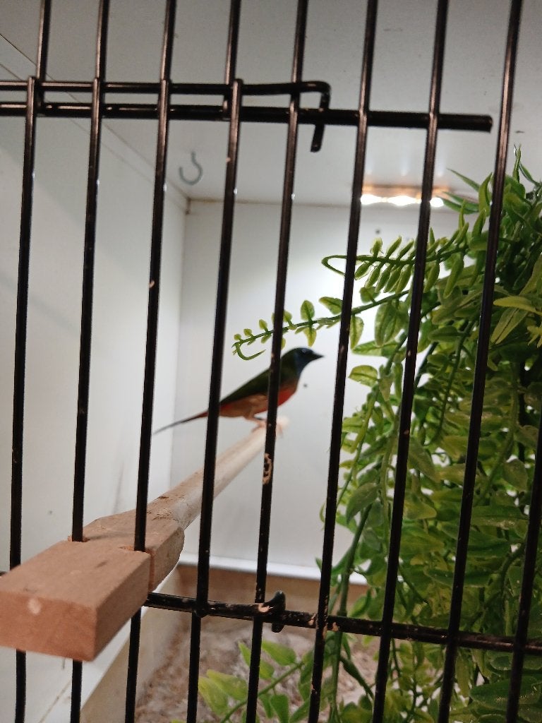 Indische Nonpareil, Mannelijk, Tropenvogel, Geringd